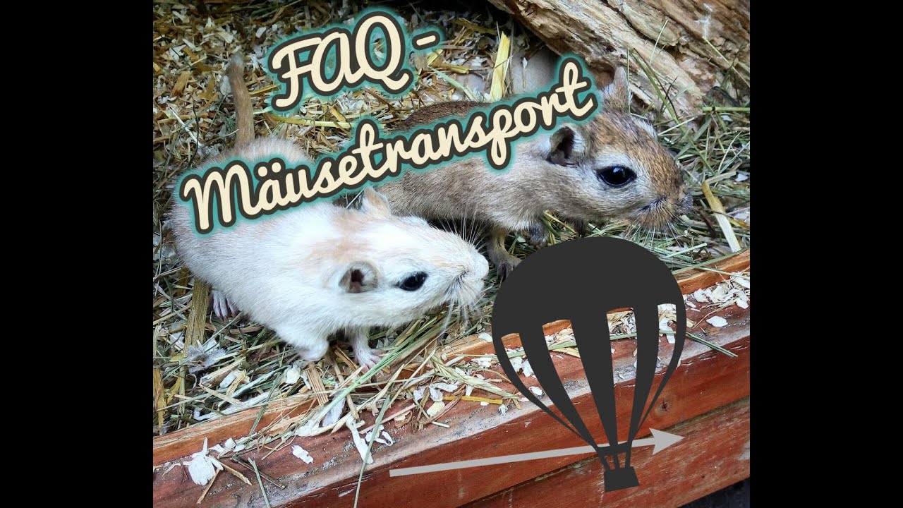Alles über den Mäusetransport - Transportboxen, Handling und Co
