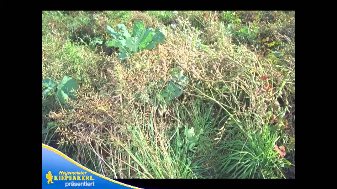 Wildäcker mit Wildschutzmischungen anlegen