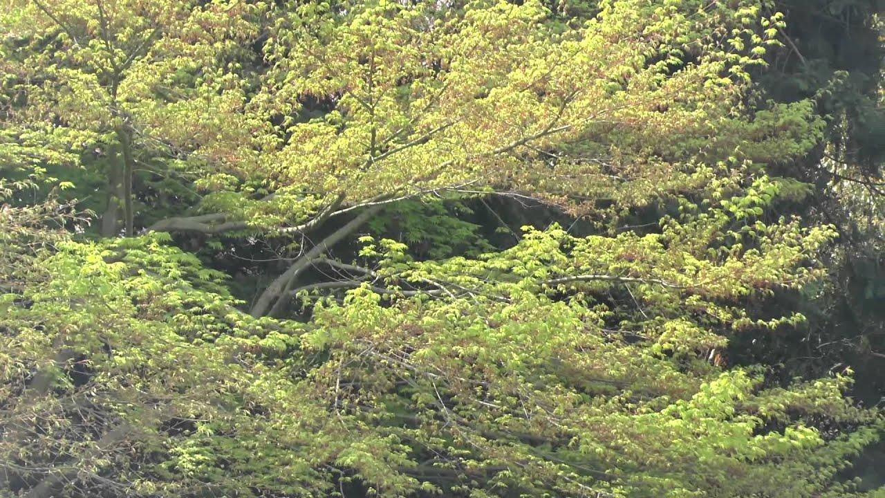 Ryoan ji  Zen Temple - Kyoto, Video