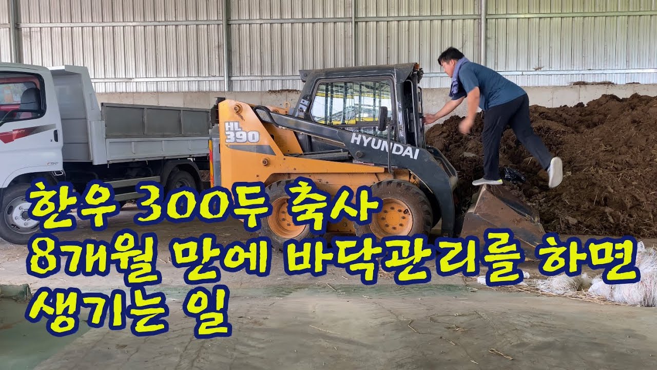(웅부장)한우 축사 8개월만에 똥치우기 ep.20