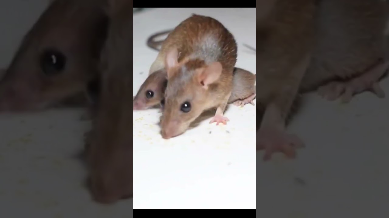 Mice for cats to Watch 