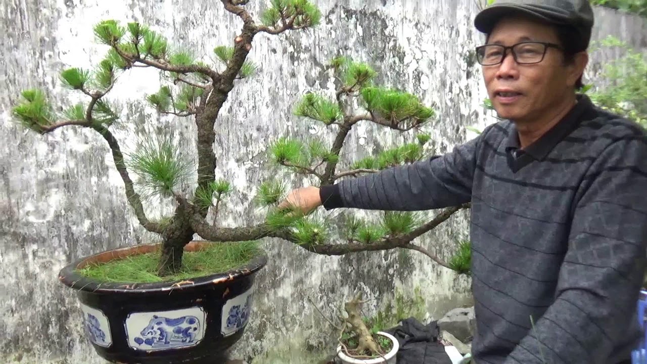TẠO DÁNG CÂY THÔNG 2 LÁ (PHẦN CUỐI)
