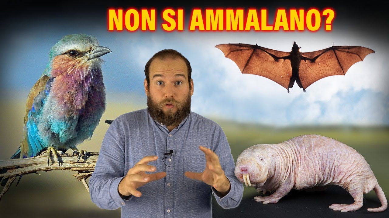 Animali che non si ammalano di Cancro? perché?