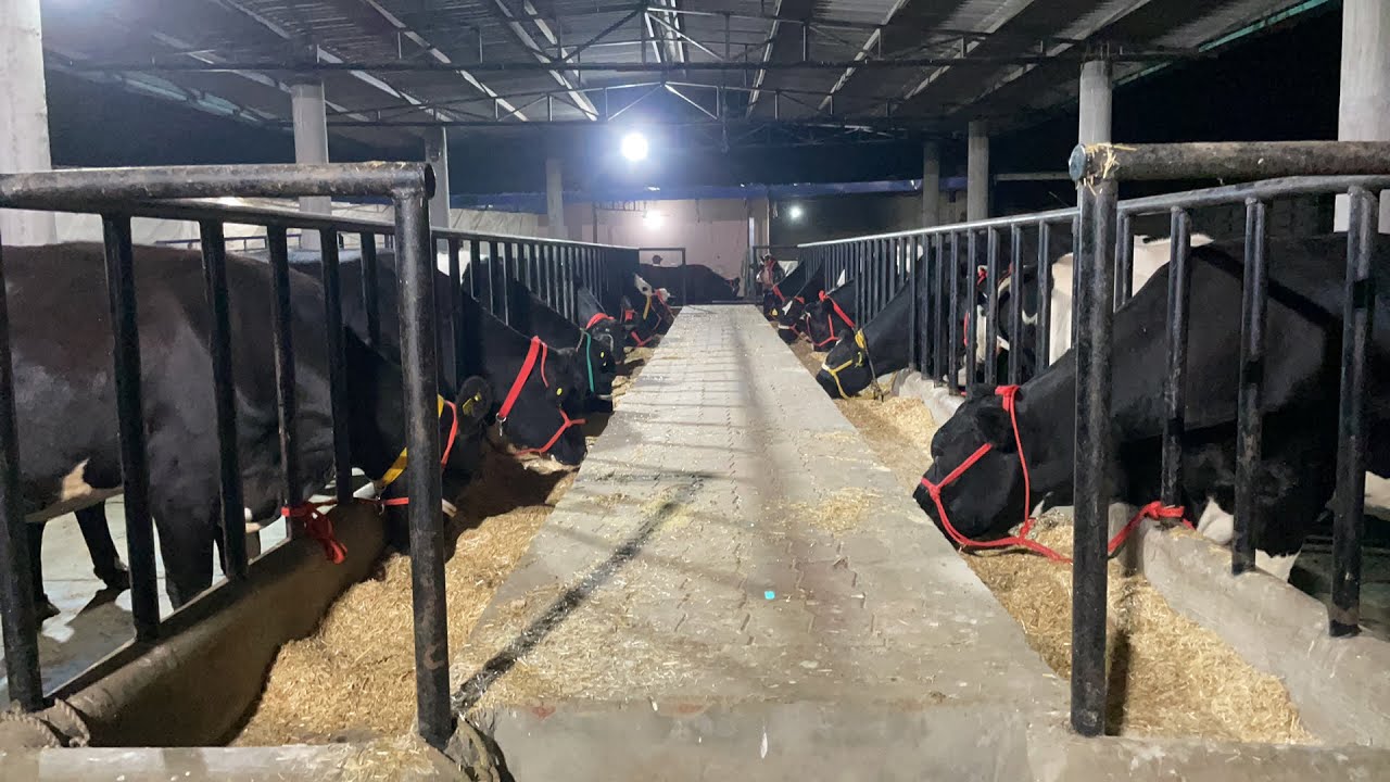 Live Feeding Of Pregnant & Calved Cows Information