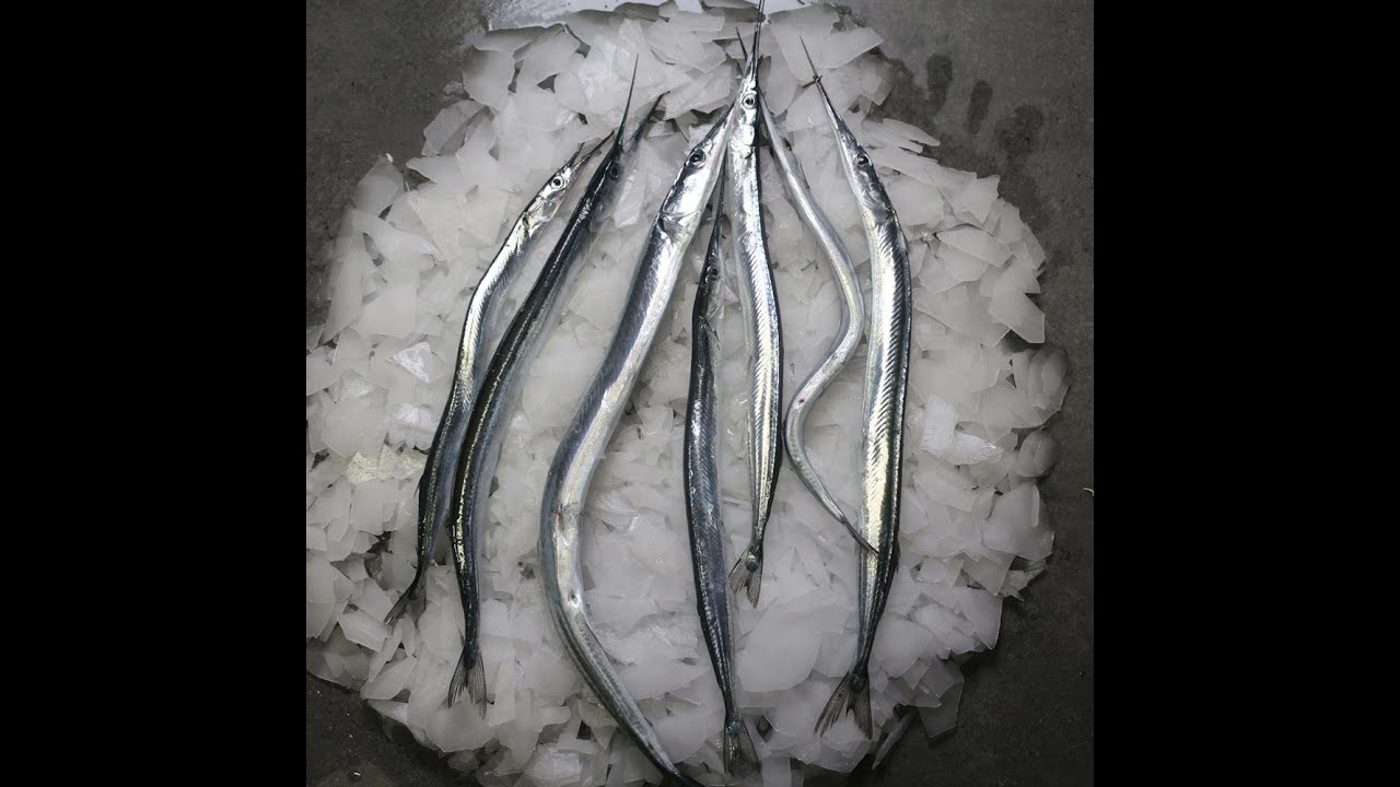 How to Clean up a Needlefish- Garfish