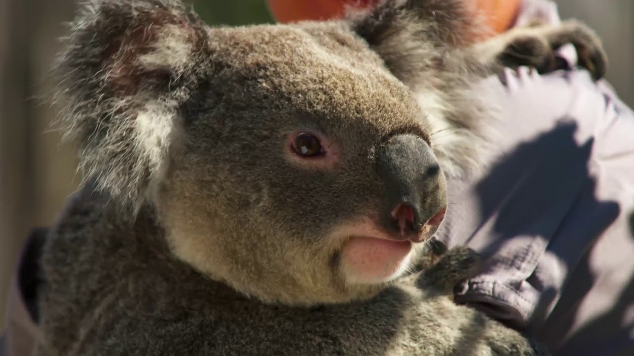 NAB RunWest 12Km runs through Sydney Zoo