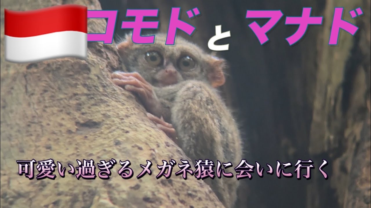 タンゴコナショナルパークは猿だらけ！