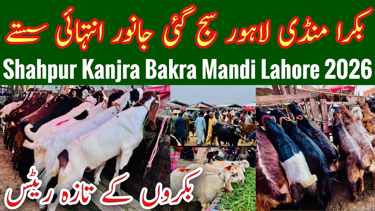 Bakra Mandi 2026, Bakra Mandi Lahore, Shahpur Kanjra Mandi, Mandi Updates, Bakra Mandi, Mr Phirtu