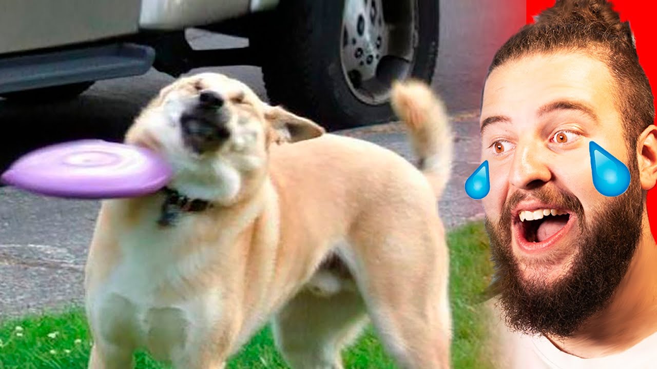 Videos De Animales Graciosos 🐶 🐱