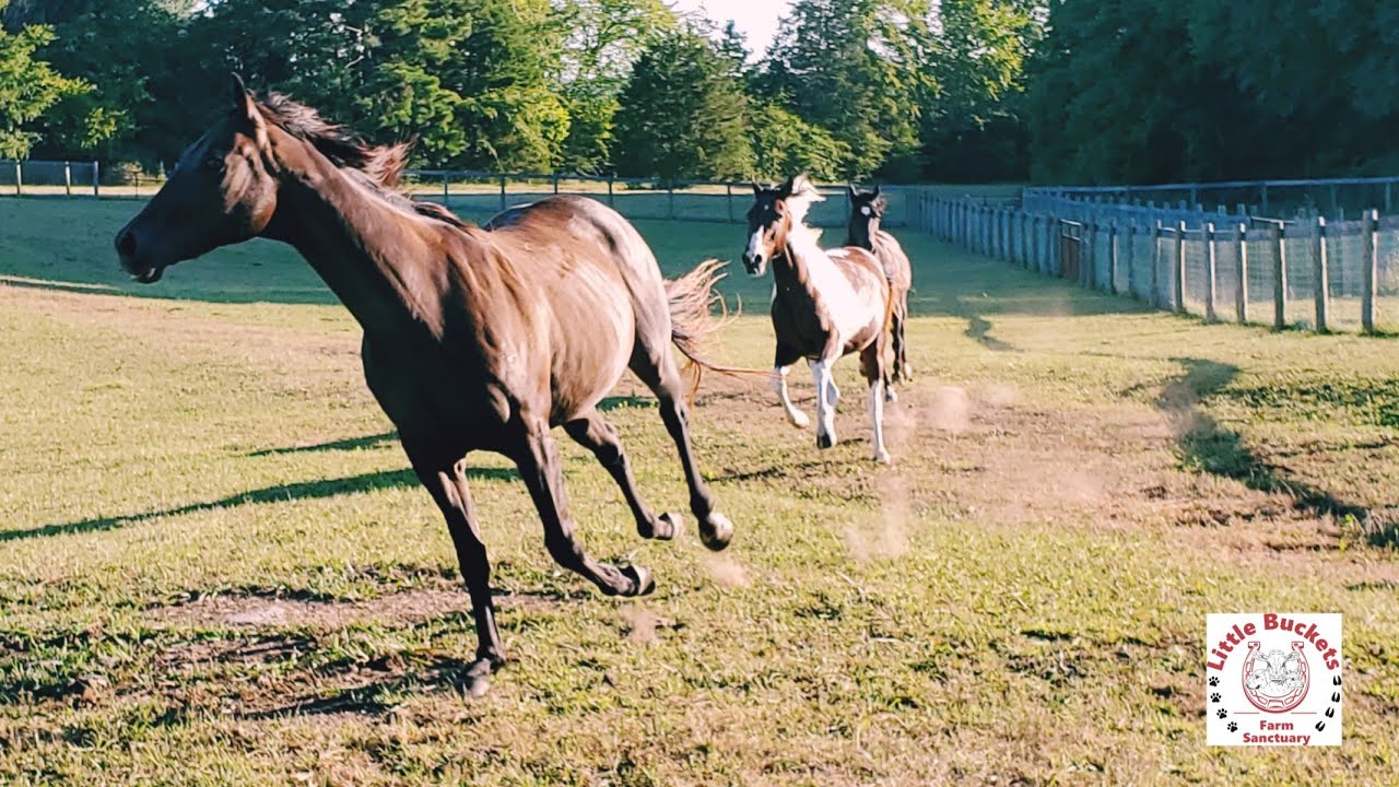 The horses showing off & running in their new field at Little Buckets Farm Sanctuary