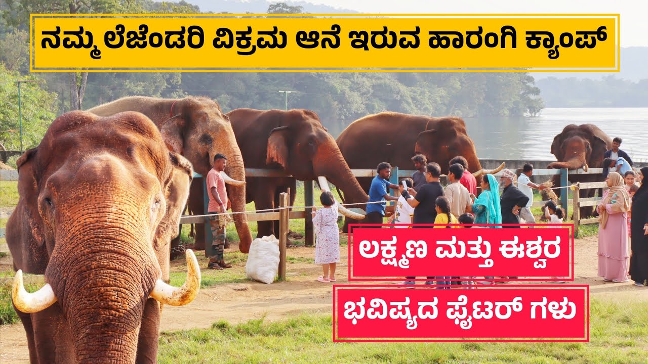ಅಭಿಮನ್ಯು ಹಿಡಿದ ಆನೆ ಲಕ್ಷ್ಮಣ ಈಶ್ವರ👌 ಭವಿಷ್ಯದ ಒಳ್ಳೆ ಕುಮ್ಕಿ ಆನೆಗಳು ನಾವು ಹೊಂದಿದ್ದೇವೆ ❤️ Harangi camp 🐘
