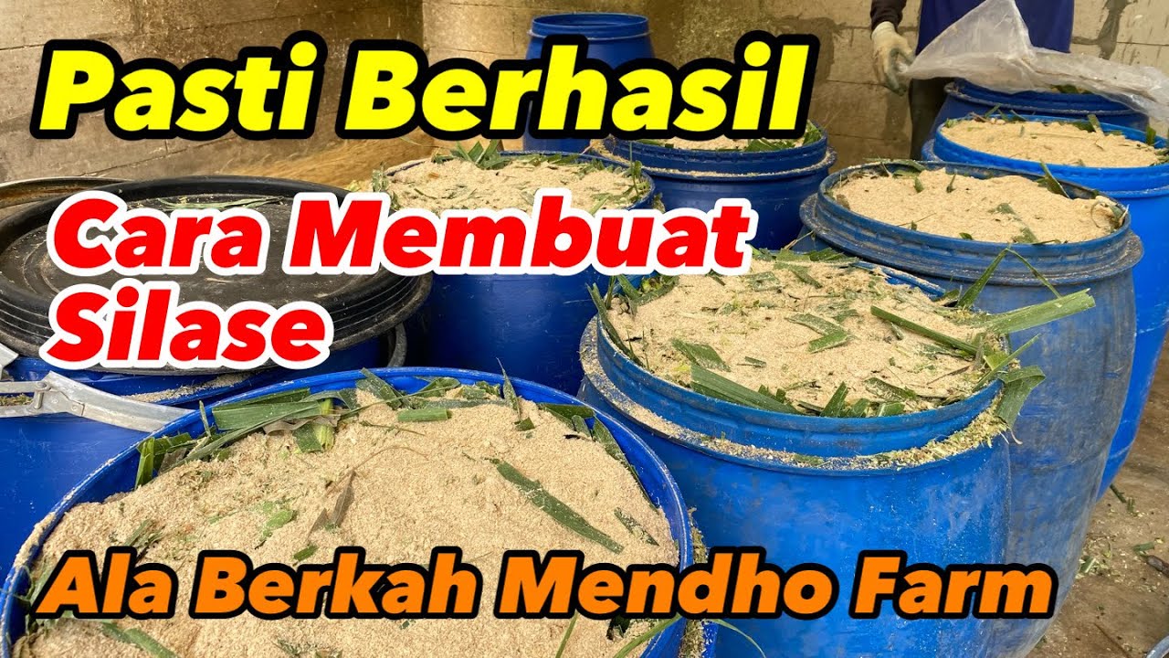 SILASE PASTI JADI !!! Cara mudah membuat silase rumput pakcong untuk peternak pemula