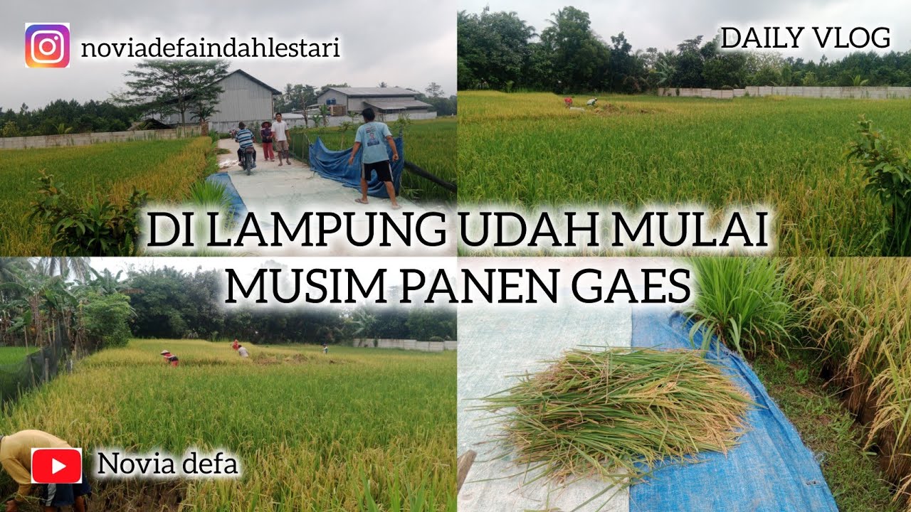 DI LAMPUNG SUDAH MULAI MUSIM PANEN🤲#trending #trendingvideo #fyp #vloglampung #sawah #panen #padi 