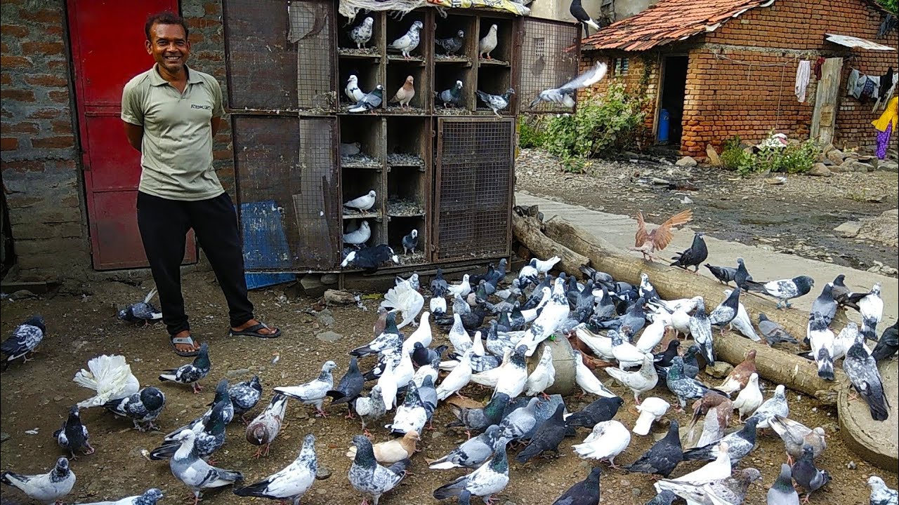 Pigeon in Nagpur || High Flying Pigeon loft