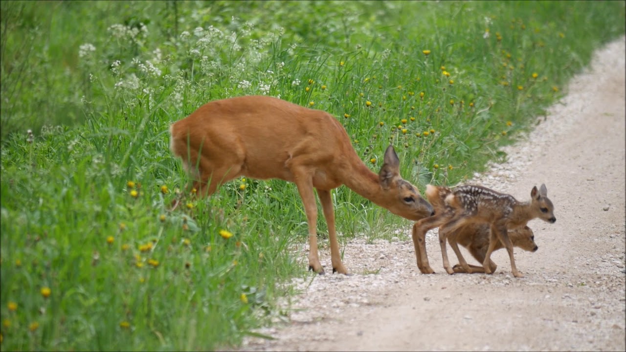 Metskitsed Capreolus capreolus Palasi Virumaa 2019