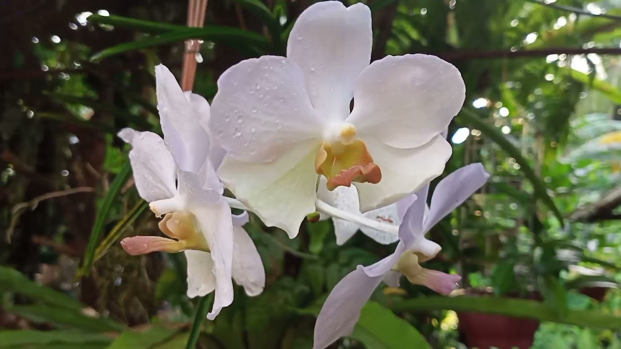 Gardening, Vanda orchids in full bloom
