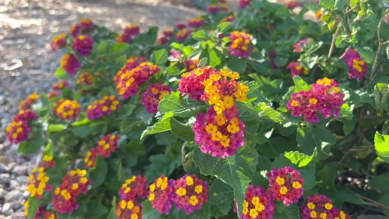 AZ Plant Reviews: Lantanas (Lantana Camara)