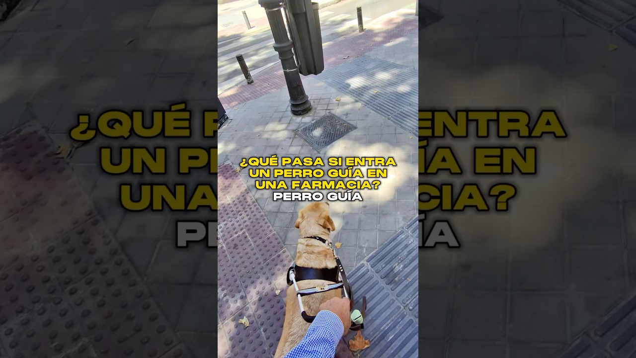 &iquest;Qu&eacute; pasa si entra un Perro Gu&iacute;a en una Farmacia? 💊🦮