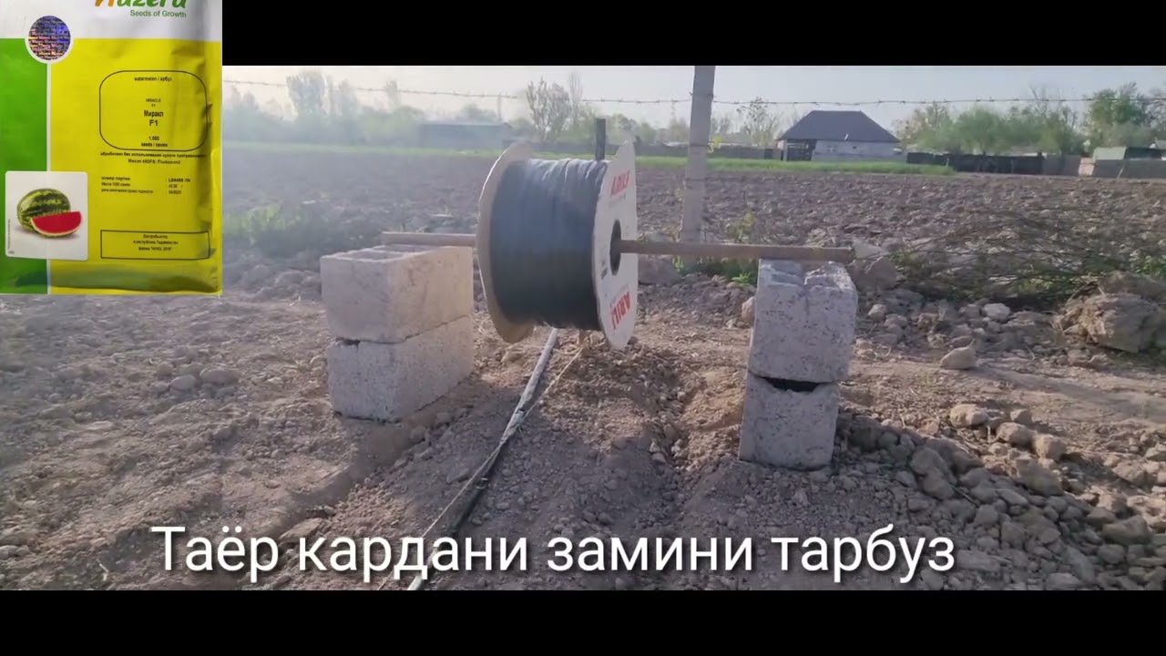 Шинондани кучоти Тарбузу Ҳандала ба капелни орошени .