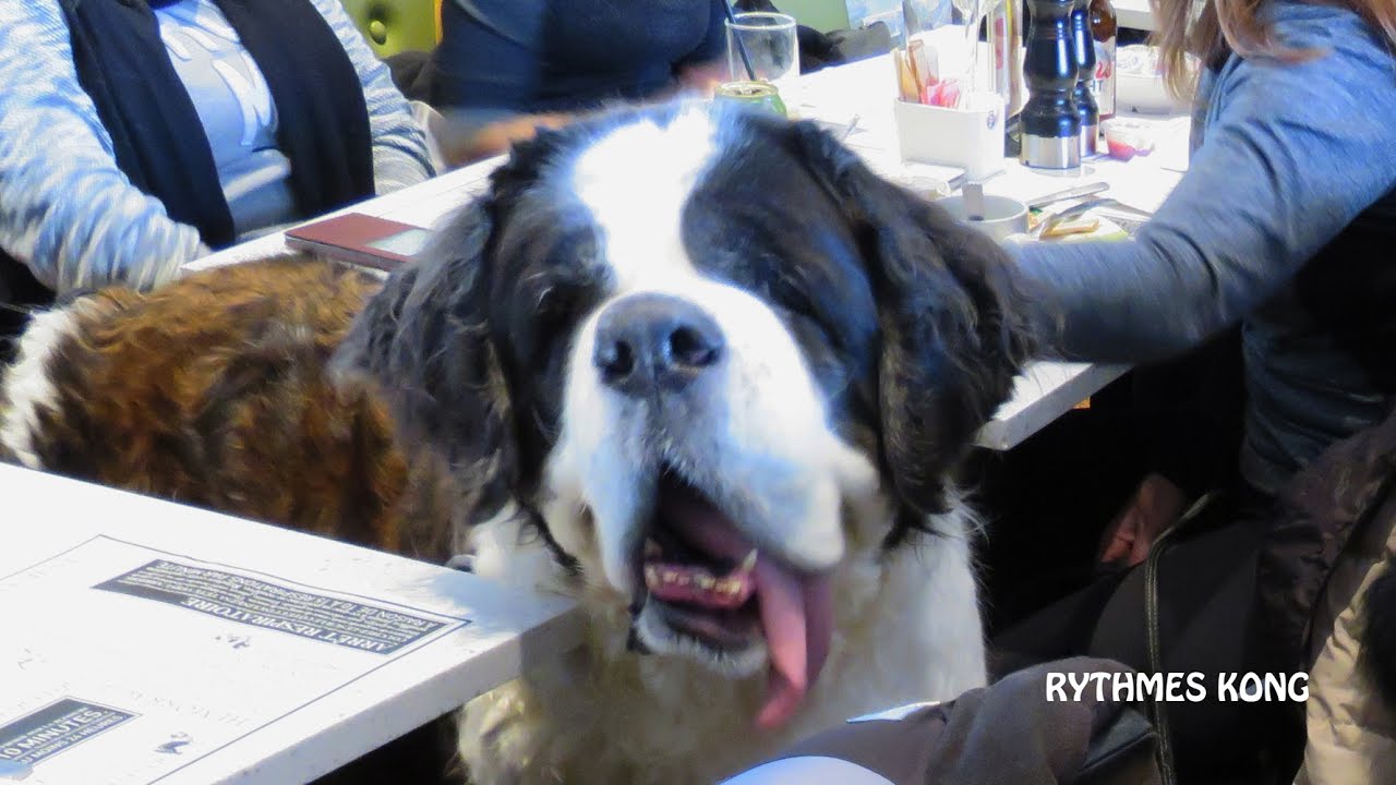Ours et ses amis Saint-Bernard envahissent le Hot Dog Café