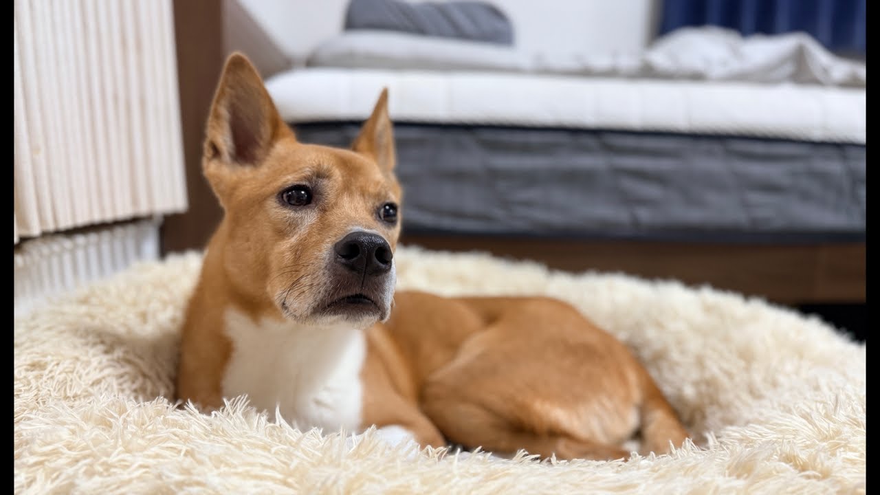 怖がり雑種犬がケージから出てきてリラックスした日のライブ配信