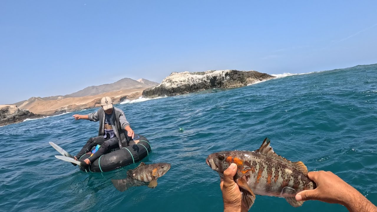Encontramos a la Cabria de Hambre (Pesca con Krill)