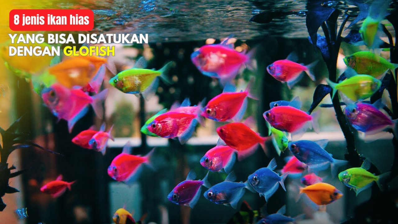 8 Jenis ikan hias cantik yang bisa disatukan dengan glofish dalam satu aquarium