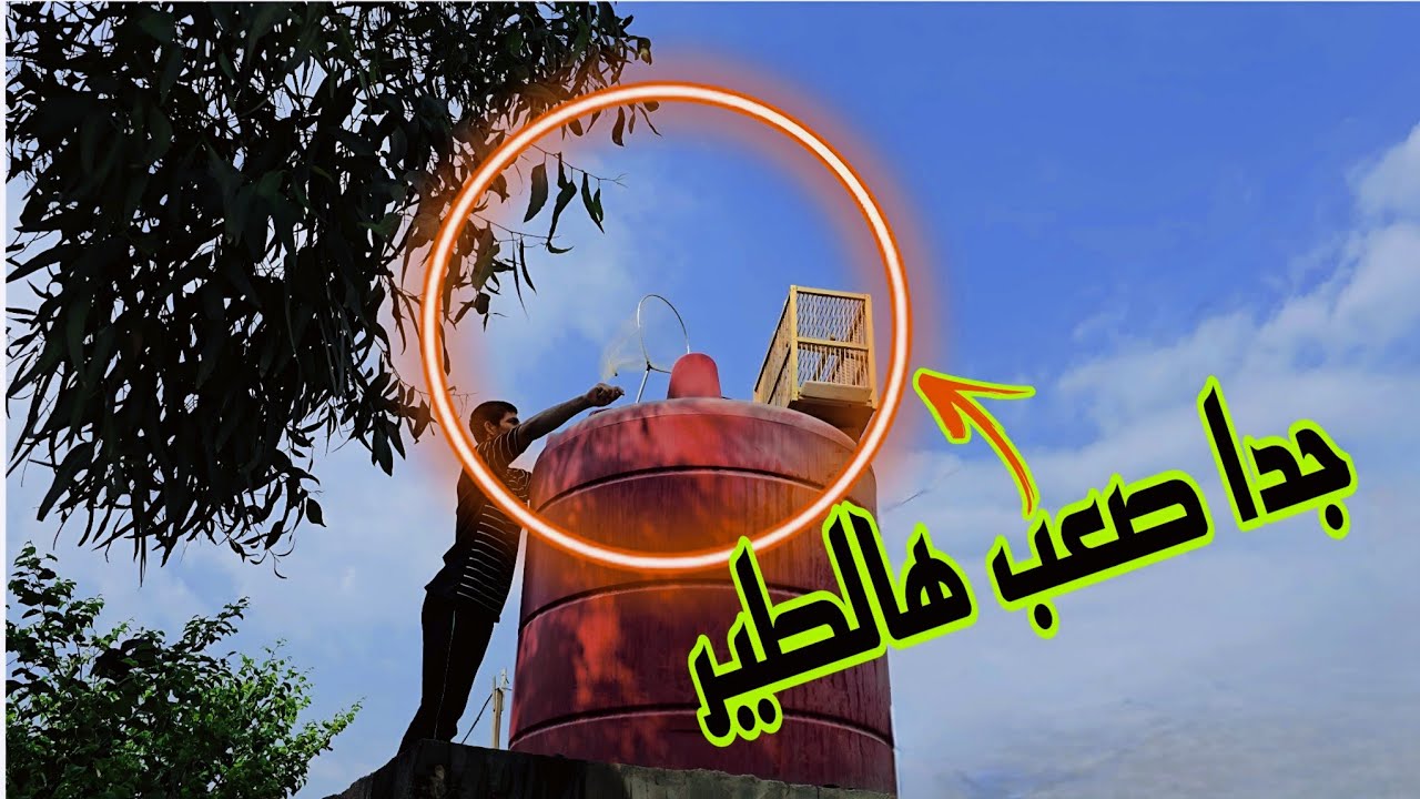 اجمل بلبل تغريد عجيب