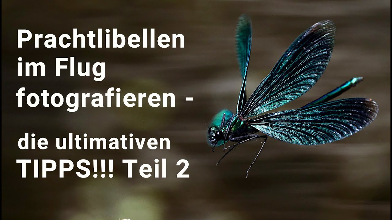Prachtlibellen im Flug fotografieren - die ultimativen Tipps!!! so funktioniert es bestimmt! Teil 2