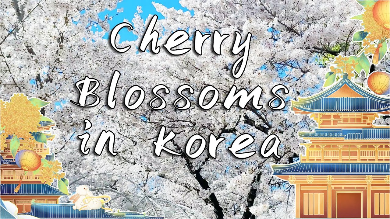 Цветение сакуры в Корее 🌸 - изучение цветущих мест Тэгу