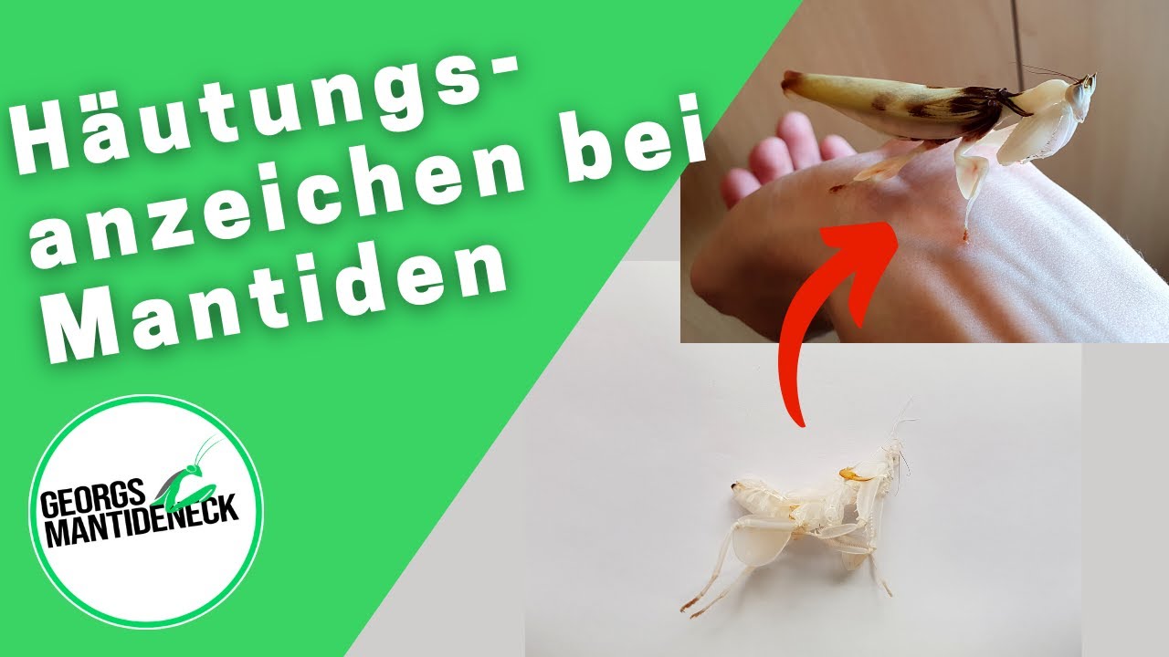 Häutungsanzeichen bei Mantiden - Die Häutung unter der Lupe