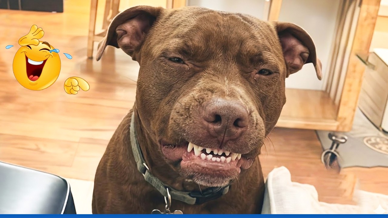 When God Sends You Funny Dogs And Cats 😹🐶 Funniest Pets Compilation That Will Make You Laugh Until