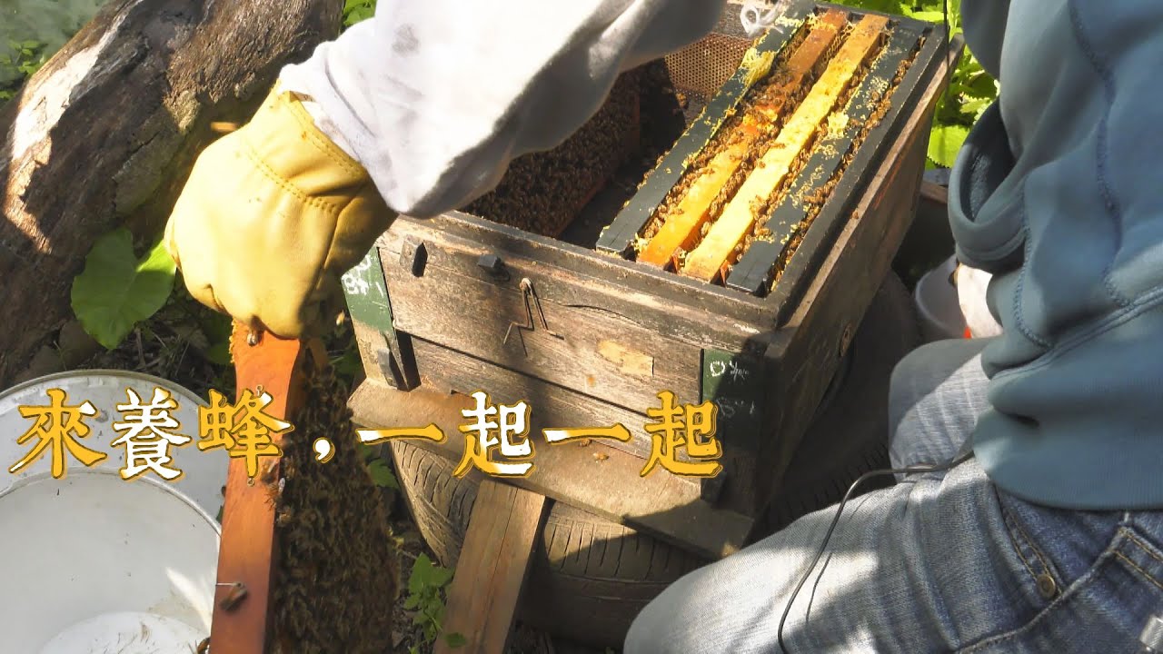 【林下養蜂】來養蜂，一起一起｜從蜜蜂角度觀察環境(我們的島 第1053集 2020-05-04)