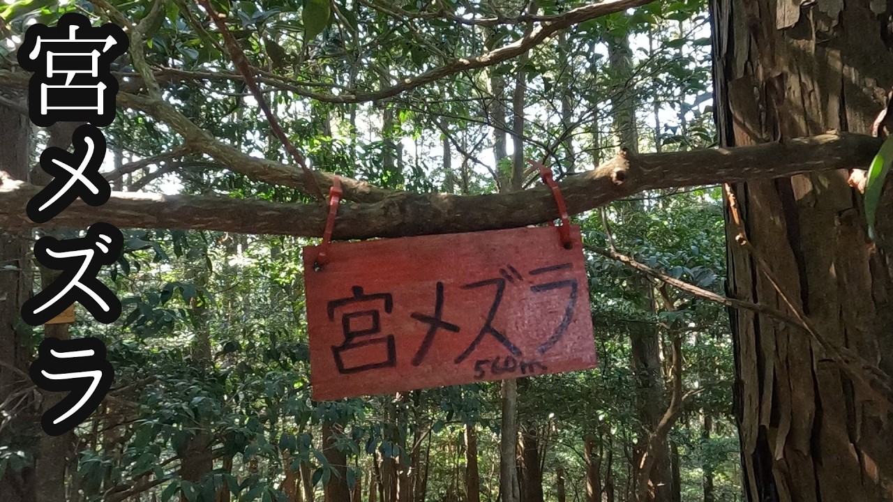 宮メズラ（滋賀）日本百珍名山？【登山】宮メズラ～魚ノ子山