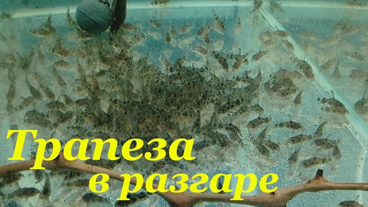 Как кормить мальков Чем кормить мальков Кормление мальков