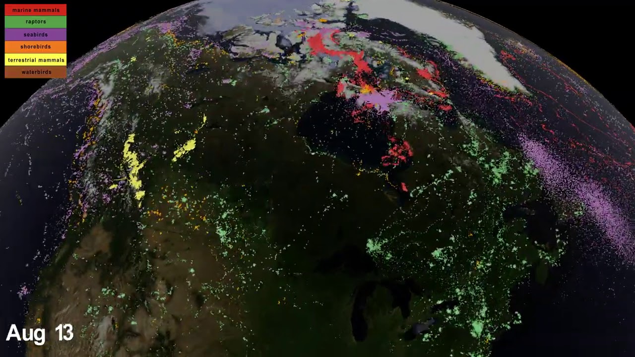 Ecological insights from three decades of animal movement tracking across a changing Arctic