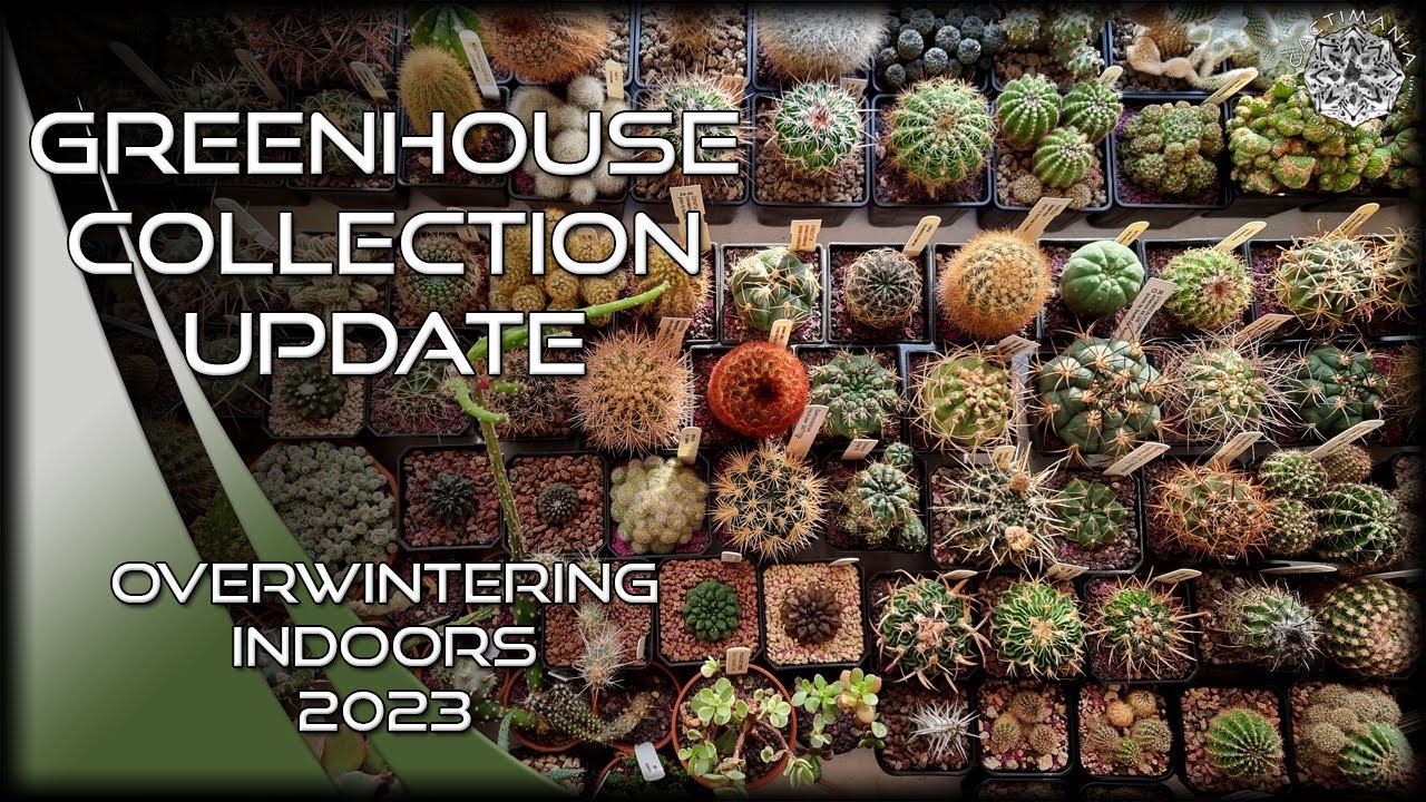 Cacti & Succulents Overwintering Indoors | Update 2023 | #Cactus & #Succulent Collection