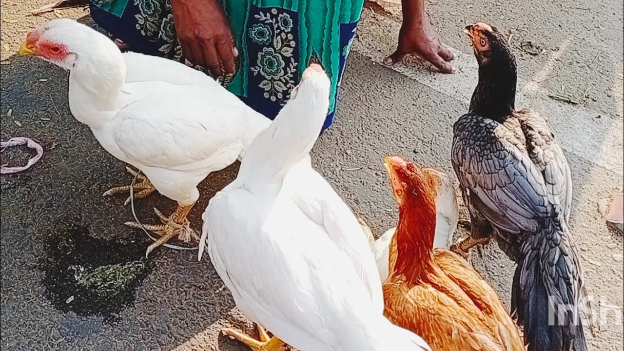 திண்ட்டுக்கல் மாவட்டம் நரிக்கல்பட்டி சேவல் கோழி சந்தை#aseelmurga market narikkalpaddi#seval market