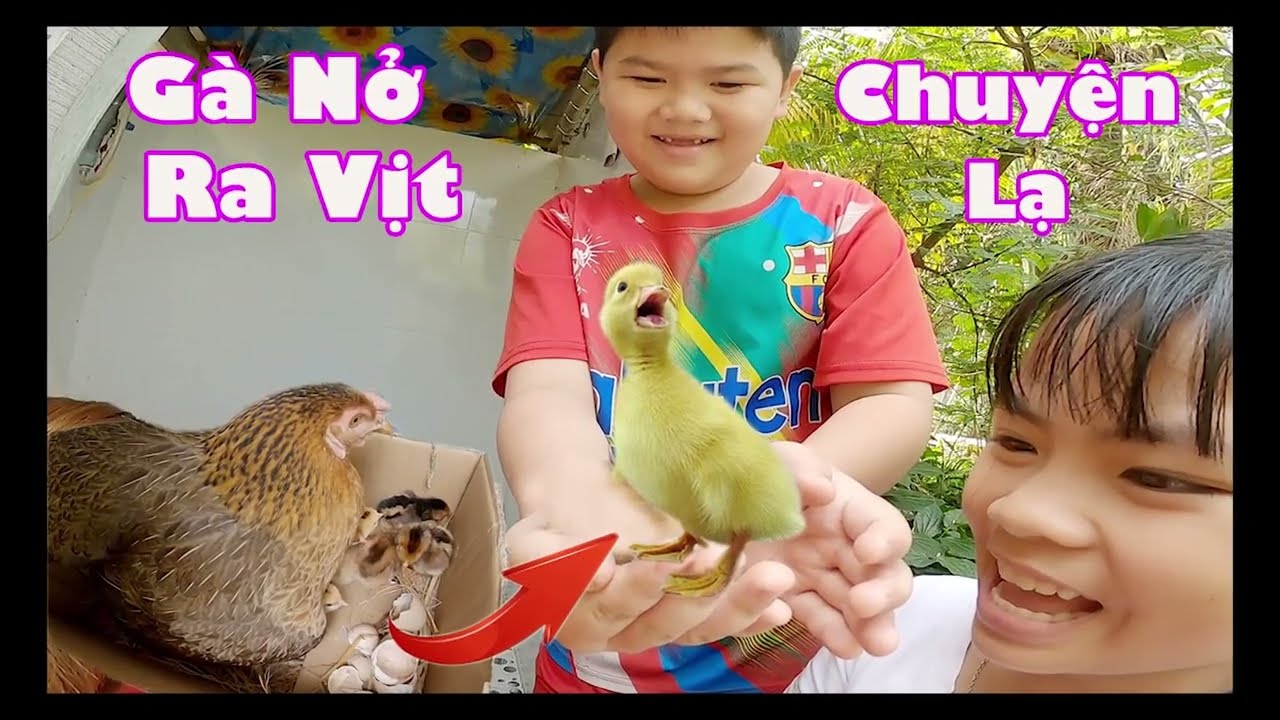 Gà Nở Ra Vịt - Chuyện Lạ Có Thật [ Trang And Vinh ]