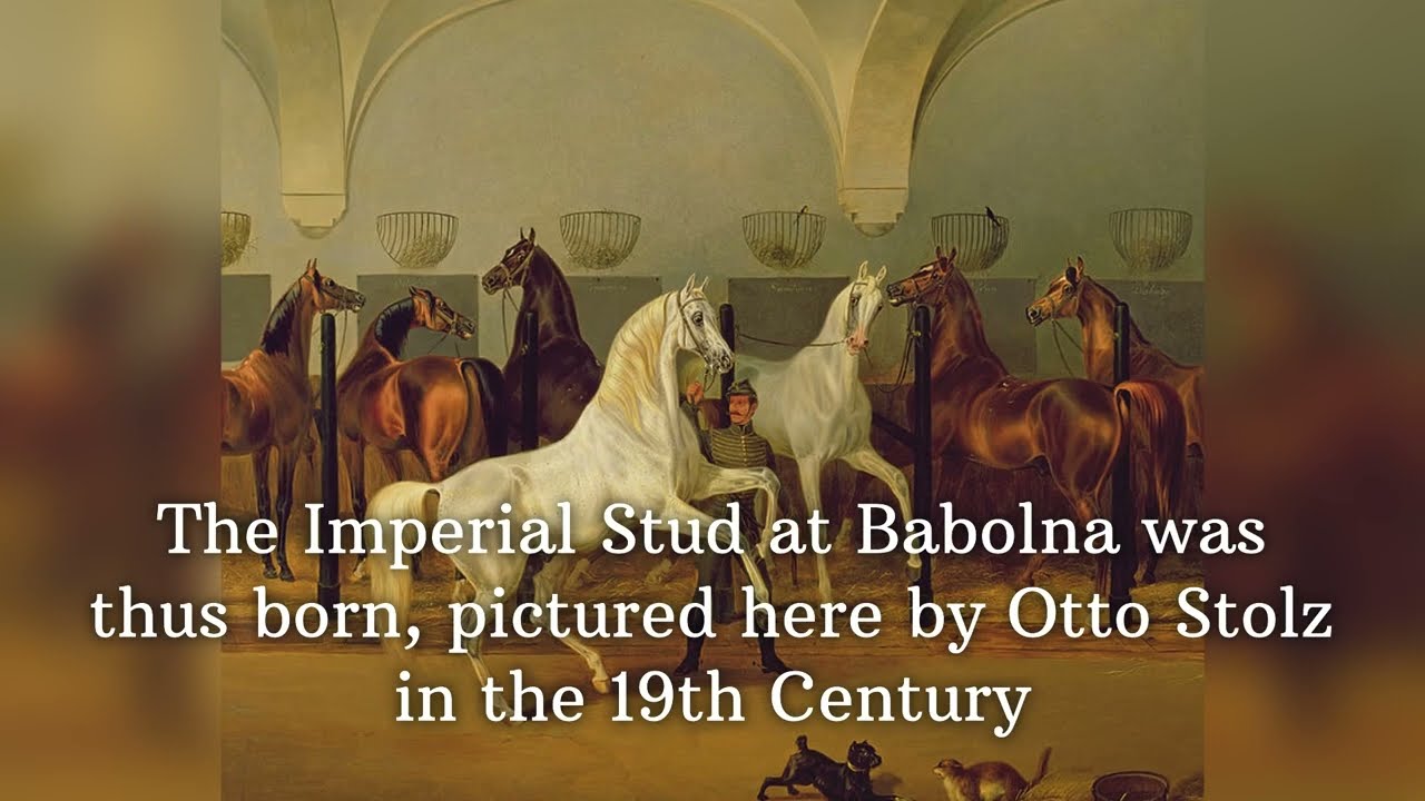 The Shagya Arabian