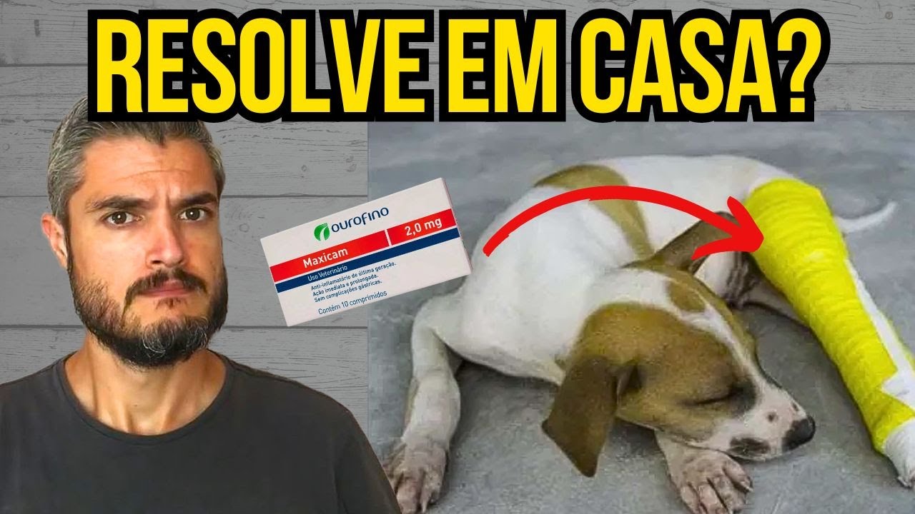 CACHORRO COM FRATURA COMO RESOLVER SEM FAZER CIRURGIA CARA NO VETERINÁRIO CÃO MANCANDO COM DOR