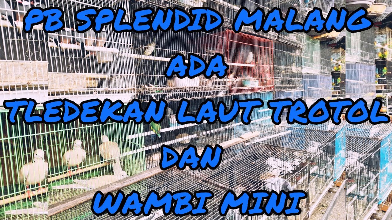 Review harga burung wambi mini,,tledekan laut trotol,,jalak rio rio dll di PB splendid malang