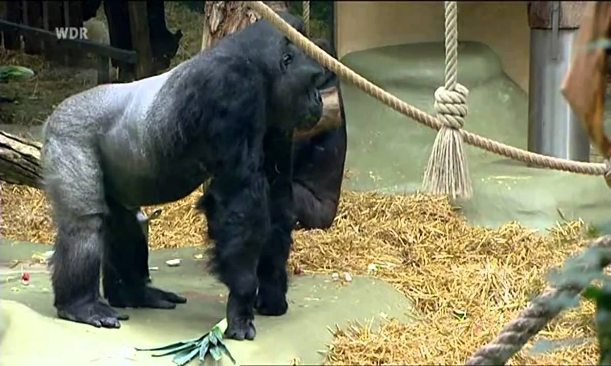 Ein Dom für Flusspferde, Kölner Zoo, 2 von 2