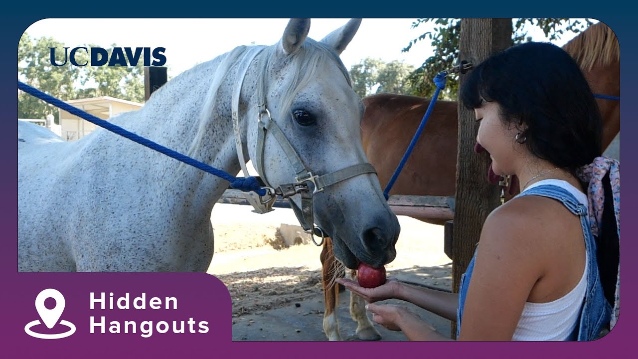 Equestrian Center | Hidden Hangouts