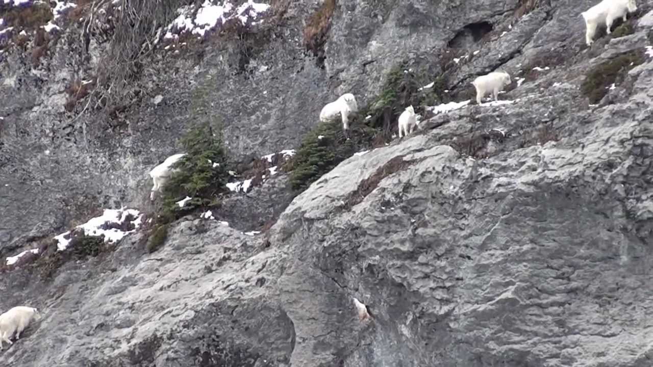 Amazing video of mountain goats in action