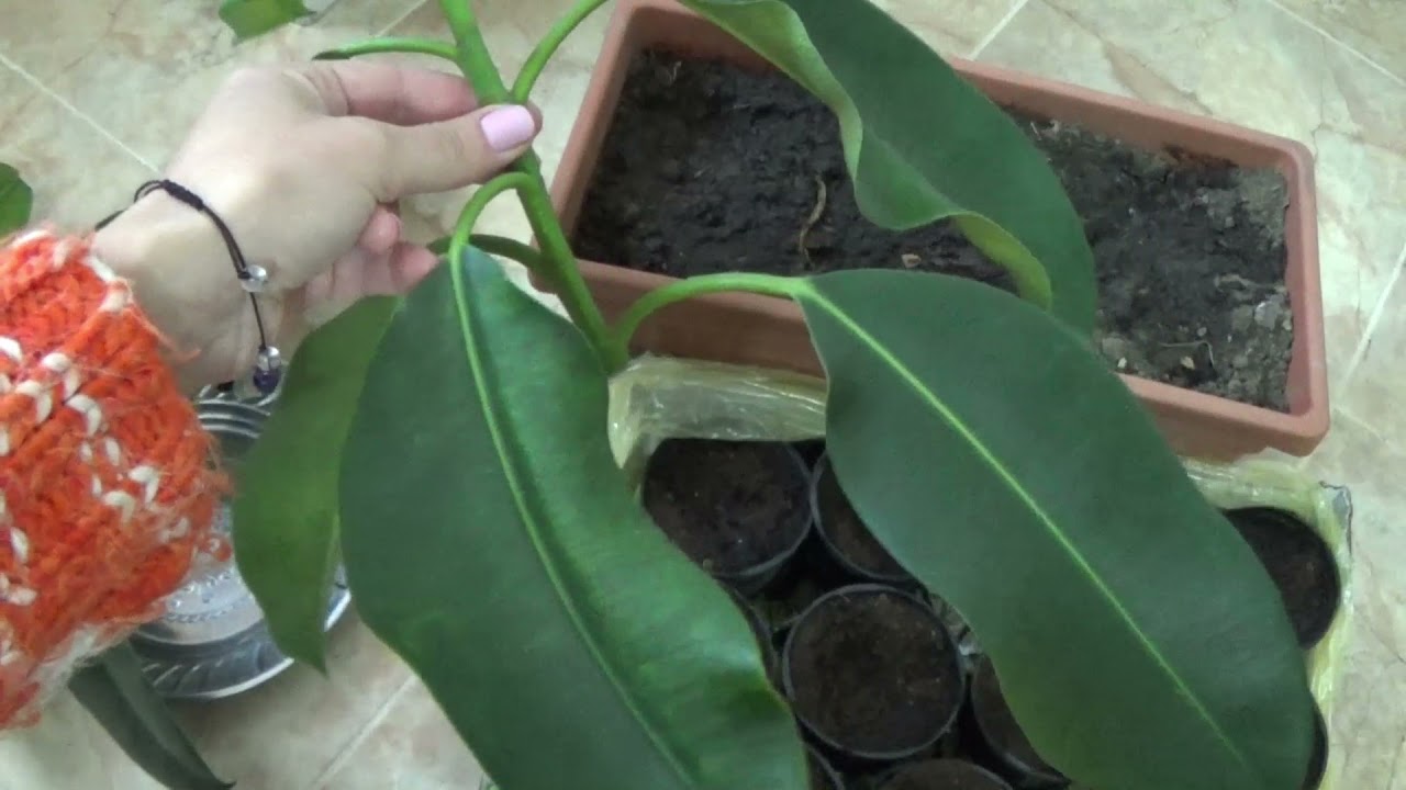 3 Metode de înmulțire a ficusului (arbore de cauciuc) Plante care purifică aerul din casă