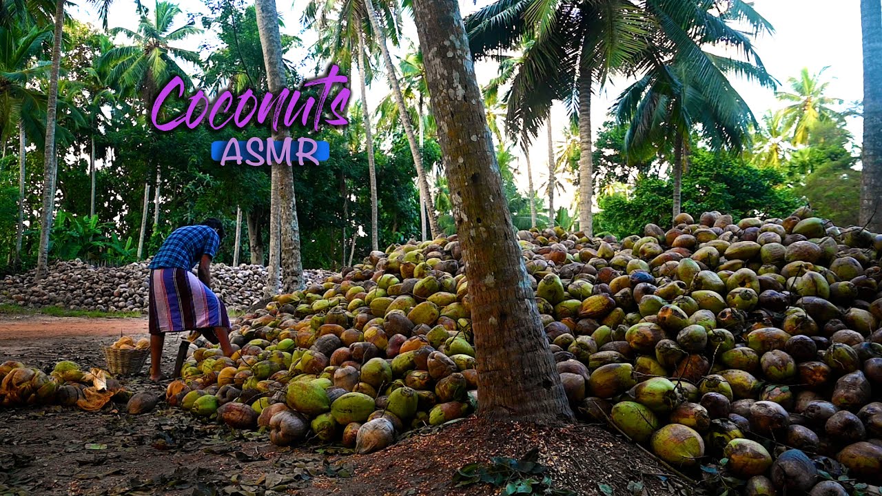 ASMR | Tingling Coconut husking & Coconut Rice by Malli | Nadee's ASMR journey | Traditional Me