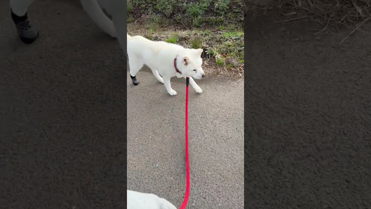 シニア秋田犬とハチワレ猫朝散歩LIVE0306