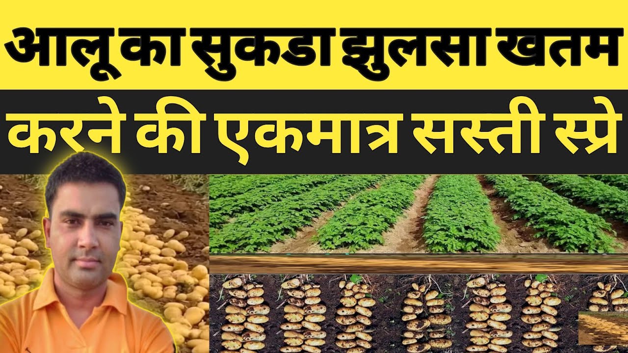 आलू में सुकडा+अगेती झुलसा का सबसे सस्ता फॉर्मूला | आलू में अगेती झुलसा खतम करें मात्र 600 रूपे एकड़ 