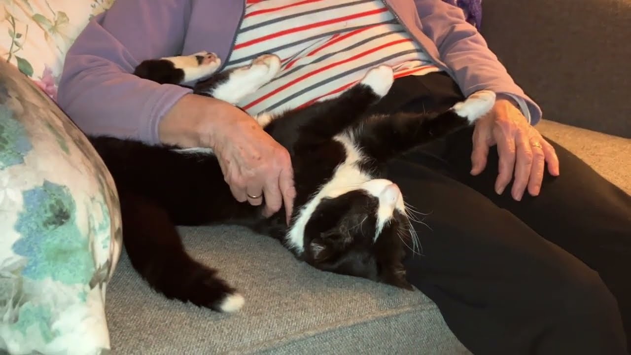 It's nice to watch TV with a purring cat at your side